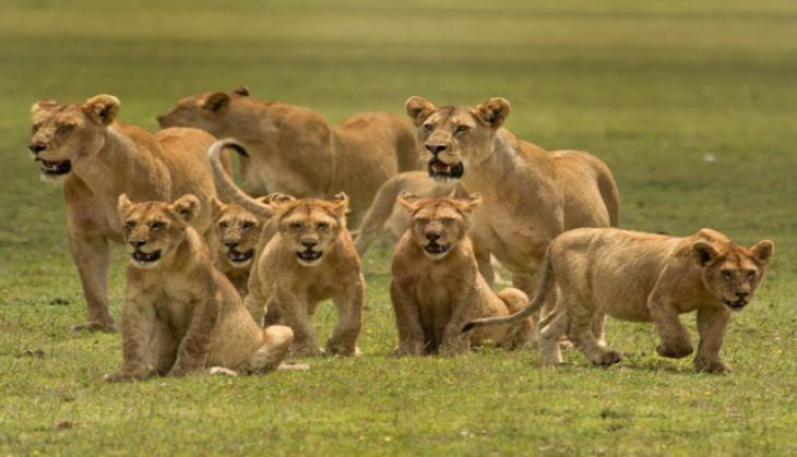 lion