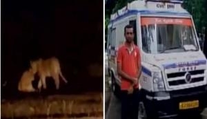 Gujarat: Woman gives birth surrounded by lions
