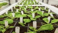 'Less toxic' tobacco comes closer to reality