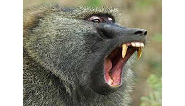 Did you know sexual harassment is widespread in primate societies?