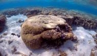 Great Barrier Reef not on Unesco's 'list of World Heritage sites in Danger'