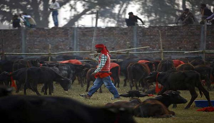 Delhi: Six people thrashed by mob for allegedly carrying buffalo calves