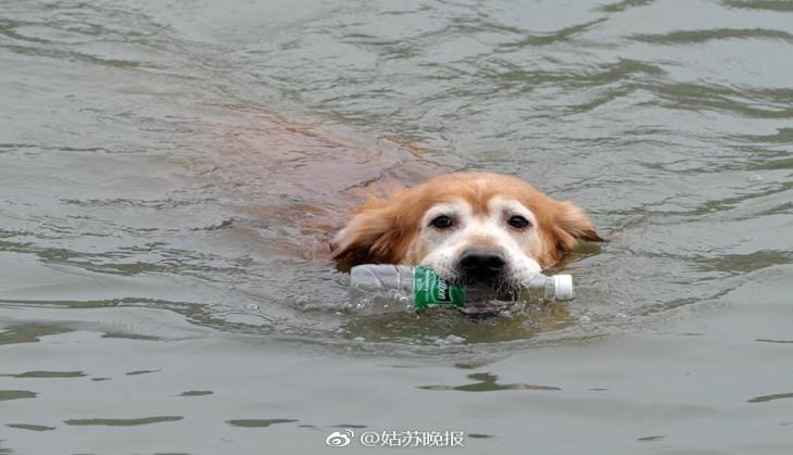 dog china