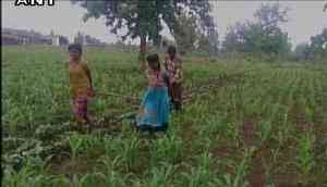 Agroforestry boosts rice and biodiversity in India
