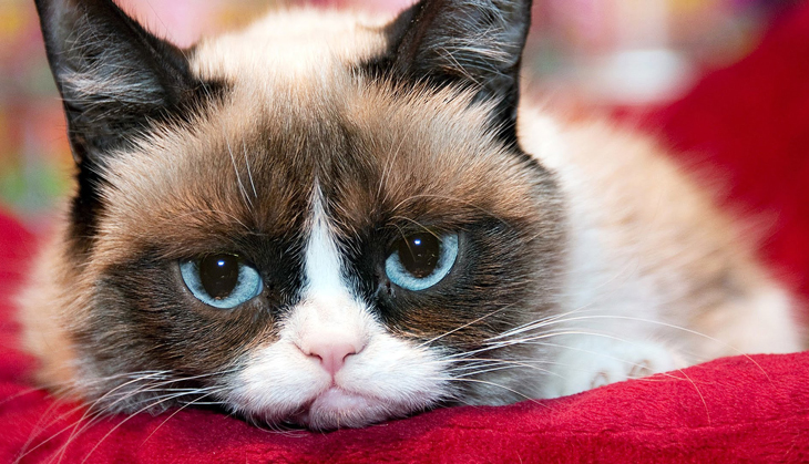 Animal emotions stare us in the face — are our pets happy?