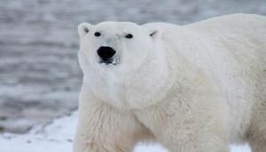 Arctic Animals at threat as US allows oil drilling in Alaska waters