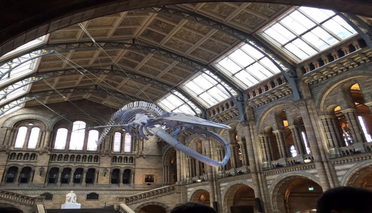 112 years dinosaur replaced by blue whale at London museum