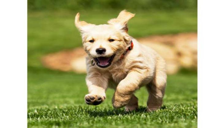 Pet Fed, now in Mumbai too!