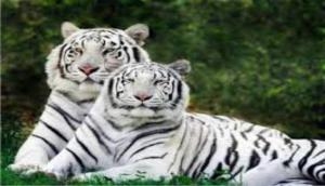 Delhi zoo celebrates 10th birthday of white tiger 