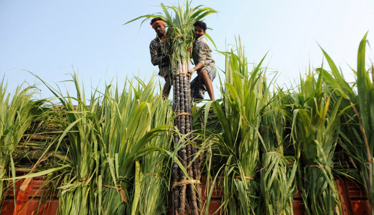  Cane pricing in UP: Yogi caught between Centre’s pressure & farmers’ demands