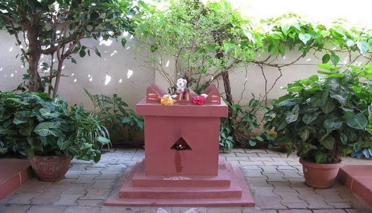tulsi plant