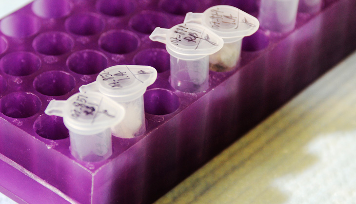 Another violation of 'right to privacy'? Law Commission proposes DNA profiling