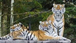 Nepal, India to conduct first joint tiger count