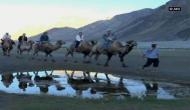 Camel safari a popular attraction in Ladakh, providing jobs to youth