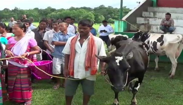 Dairy farming boosts sustainable livelihood in Meghalaya