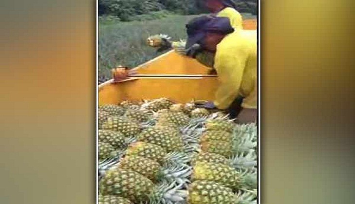 Two-day Pineapple Fest 2017 begins in Dimapur