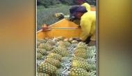 Tripura signs MoU with Spicejet Merchandise to boost pineapple export