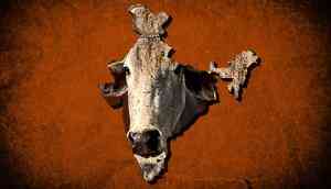 Bovine intervention: VHP to push for a cow ministry at the Centre