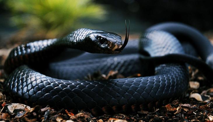 Mother bitten by snake breastfeeds girl, both die