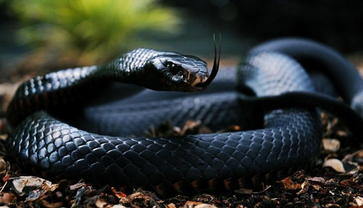 snake