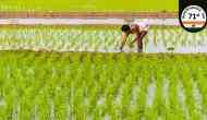 India at 70: The farmer sways between bumper crop and suicide