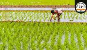 India at 70: The farmer sways between bumper crop and suicide