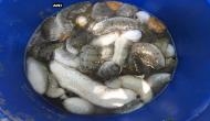 100 kg of sea cucumber seized in Rameswaram