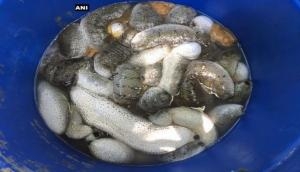 100 kg of sea cucumber seized in Rameswaram