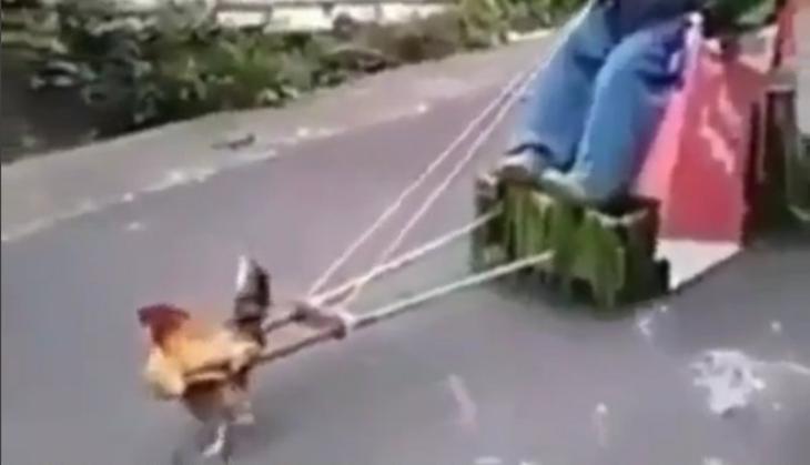 Chicken Cart.jpg