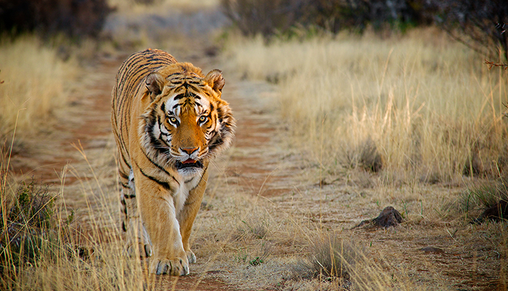 Man-eaters of Pilibhit: is UP reserve a hotspot for human-tiger conflict?