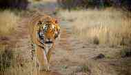 Man-eaters of Pilibhit: is UP reserve a hotspot for human-tiger conflict?