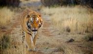 Man-eaters of Pilibhit: is UP reserve a hotspot for human-tiger conflict?