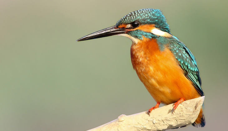 How modern technology is inspired by the natural world