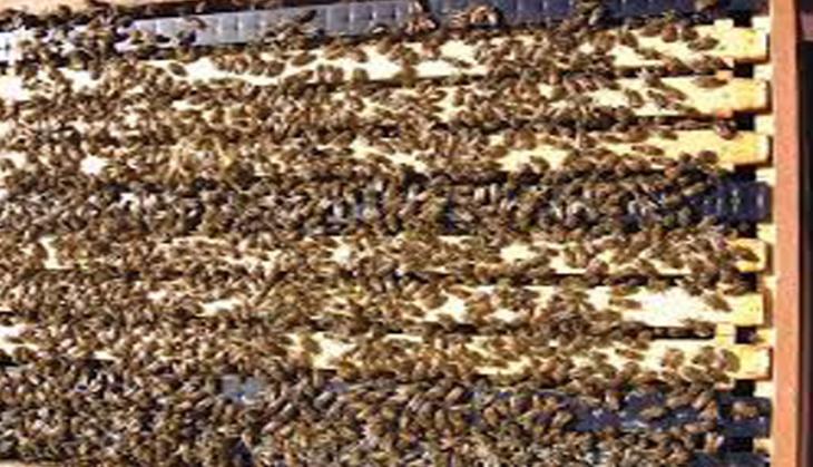Nagaland farmers savour sweetness of honey production