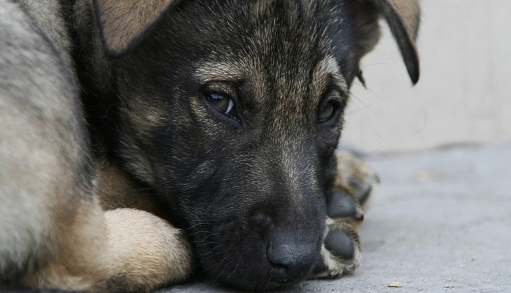 Shame on humanity! Man kills 6-month-old puppy with iron rod