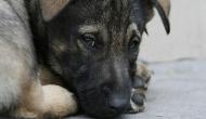 Shame on humanity! Man kills 6-month-old puppy with iron rod
