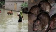 Water Resource Minister blames 'rats' for  floods in Bihar