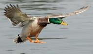 Did you know high-flying duck species reaches 22,000 ft to cross Himalayas?