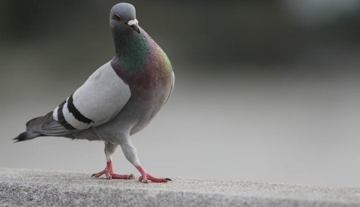 Pigeon