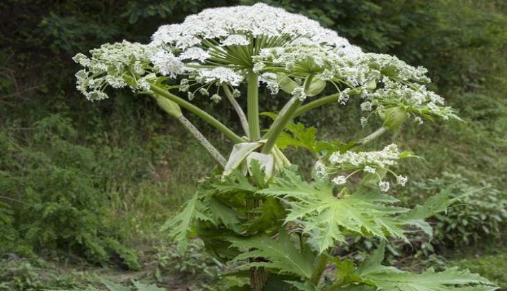 plant