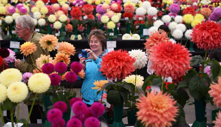 In pics: Giant vegetables battle it out at the Harrogate Autumn Flower Show