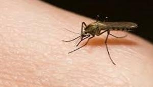 Carbohydrates may help to design better malaria vaccine