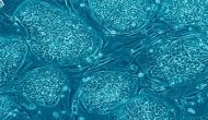 Researchers discover the language of Stem Cells