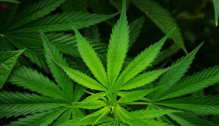 Marijuana use may lead to higher risk of stroke