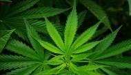 Up to one-quarter of cancer patients use marijuana: Study