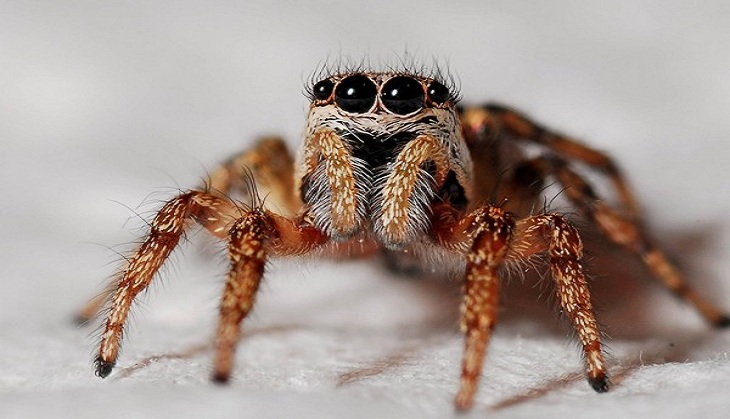 Man left horror-struck after seeing a venomous spider under his bed; weird pic inside