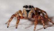 New spider species named after Leonardo DiCaprio, Barack Obama