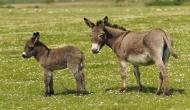 UP Police arrest donkeys for destroying jail property