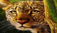 Leopard enters Maruti Suzuki plant in Manesar