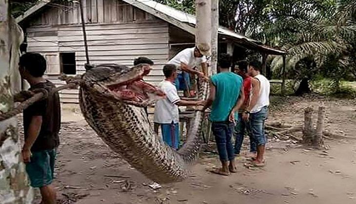 Python